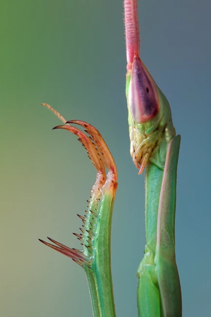 Keep Off the Grass | HHMI's Beautiful Biology